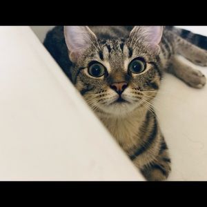 Meet your Posher, Xiaoming